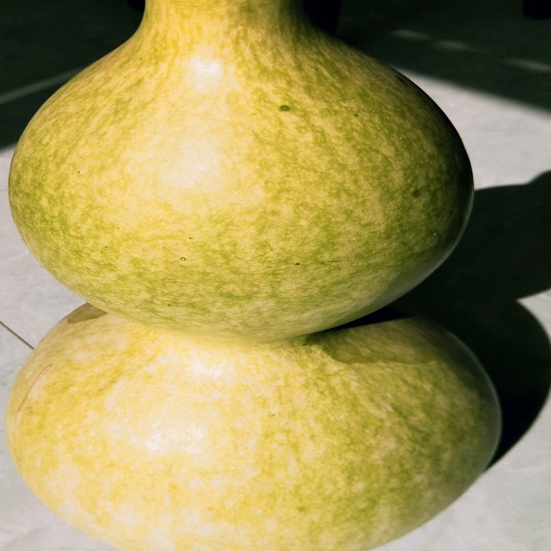 魏王送给惠子一颗大葫芦种子,惠子竟然这样做,可惜了!