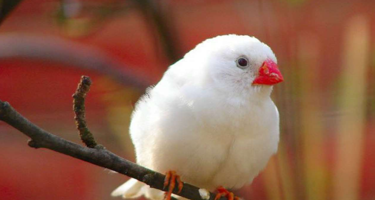 白珍珠鸟怎么分雌雄