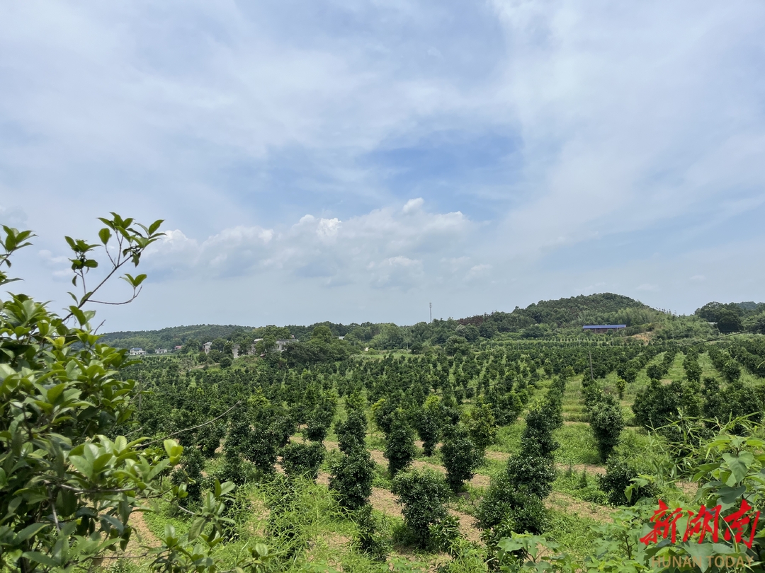 "践初心·担使命 湘潭驻村添动力"⑤|湘潭县柳桥村:土地"转"出致富路
