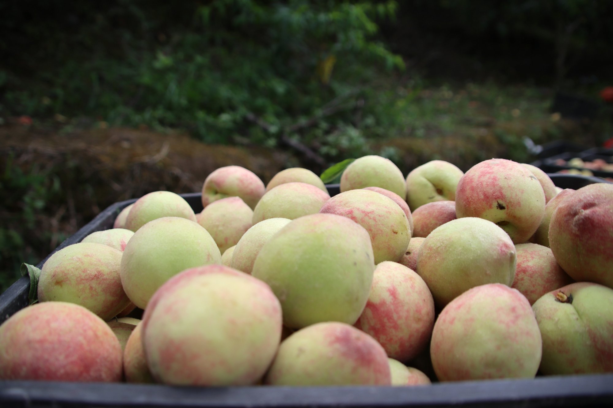 平塘四月桃 水果"美人" 含铁之冠