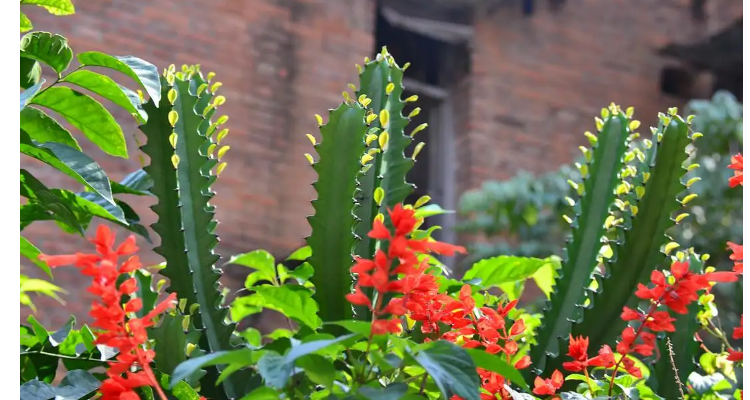 霸王鞭开花什么样子