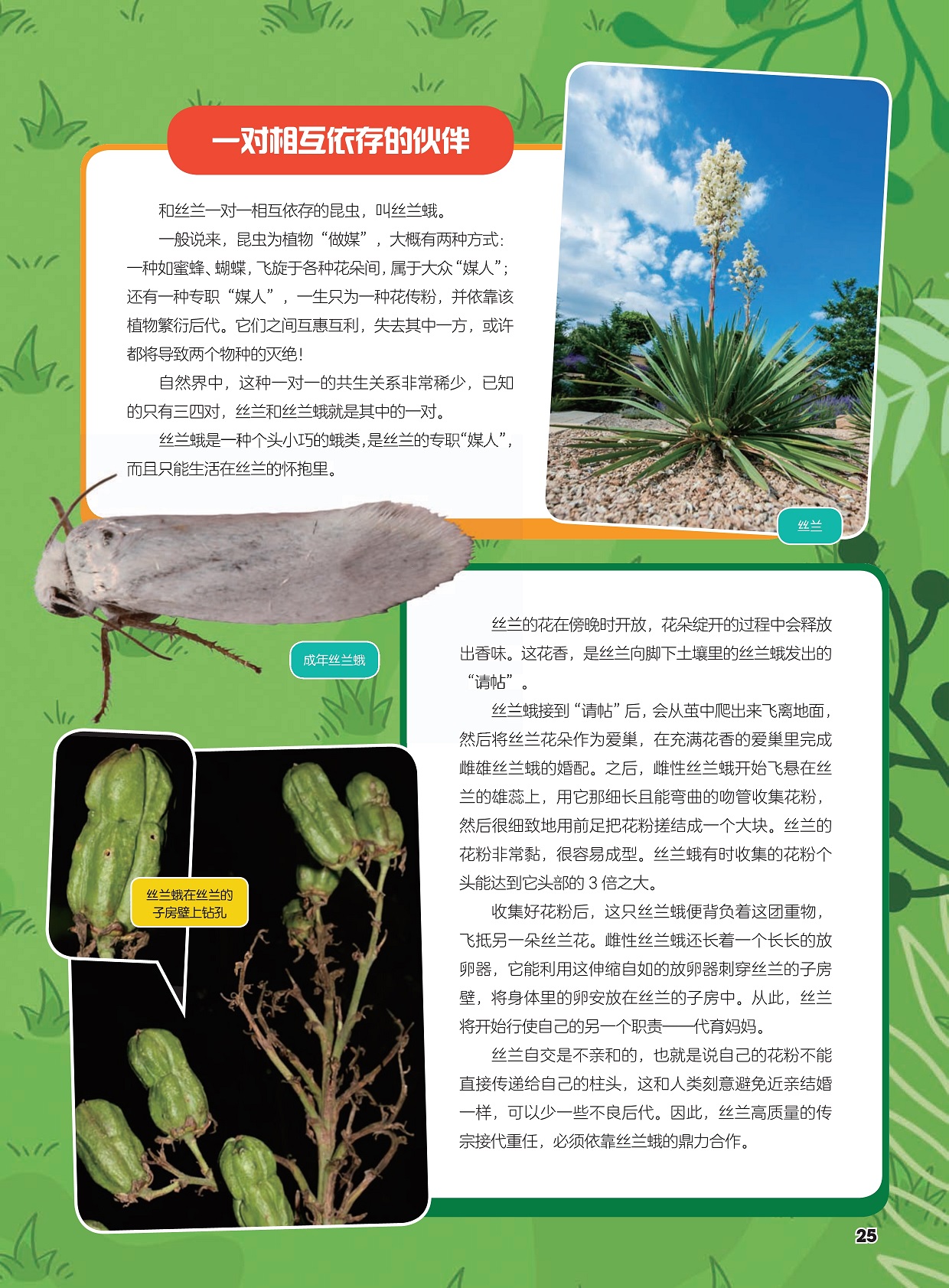 丝兰与丝兰蛾的传奇