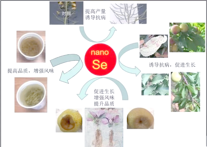 植物吸收与转化硒的影响因素及机制解析