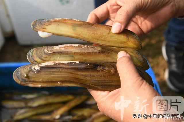 安徽阜阳:8万只橄榄蛏蚌投放淮河 保护水生态环境