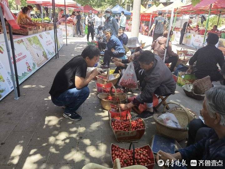 莱芜茶叶樱桃节图片