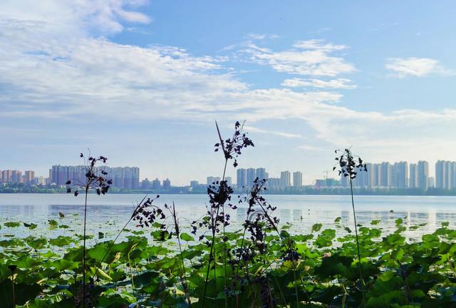 钟祥莫愁湖,与南京莫愁湖同名,雨后微风不燥,清新亮丽,真爽