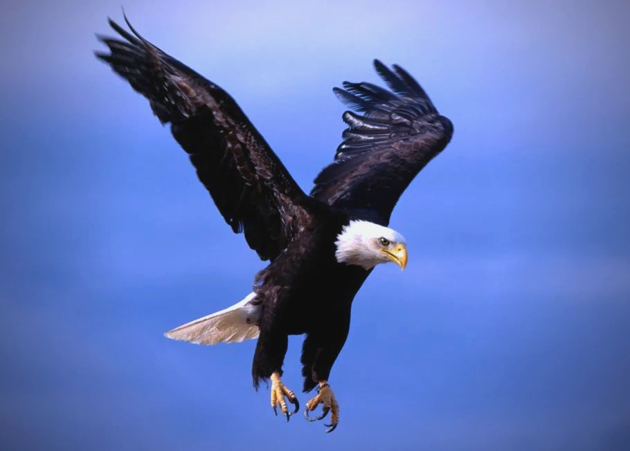 雄鹰:蓝天之王者,象征智慧与力量