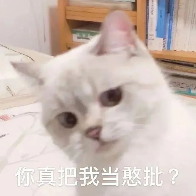 粉丝投稿|网红猫咪|猫咪臭娜娜表情包(十四)