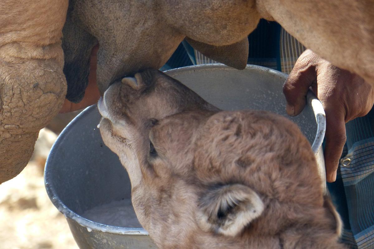 因为产量少,一峰骆驼一天能产奶多少?