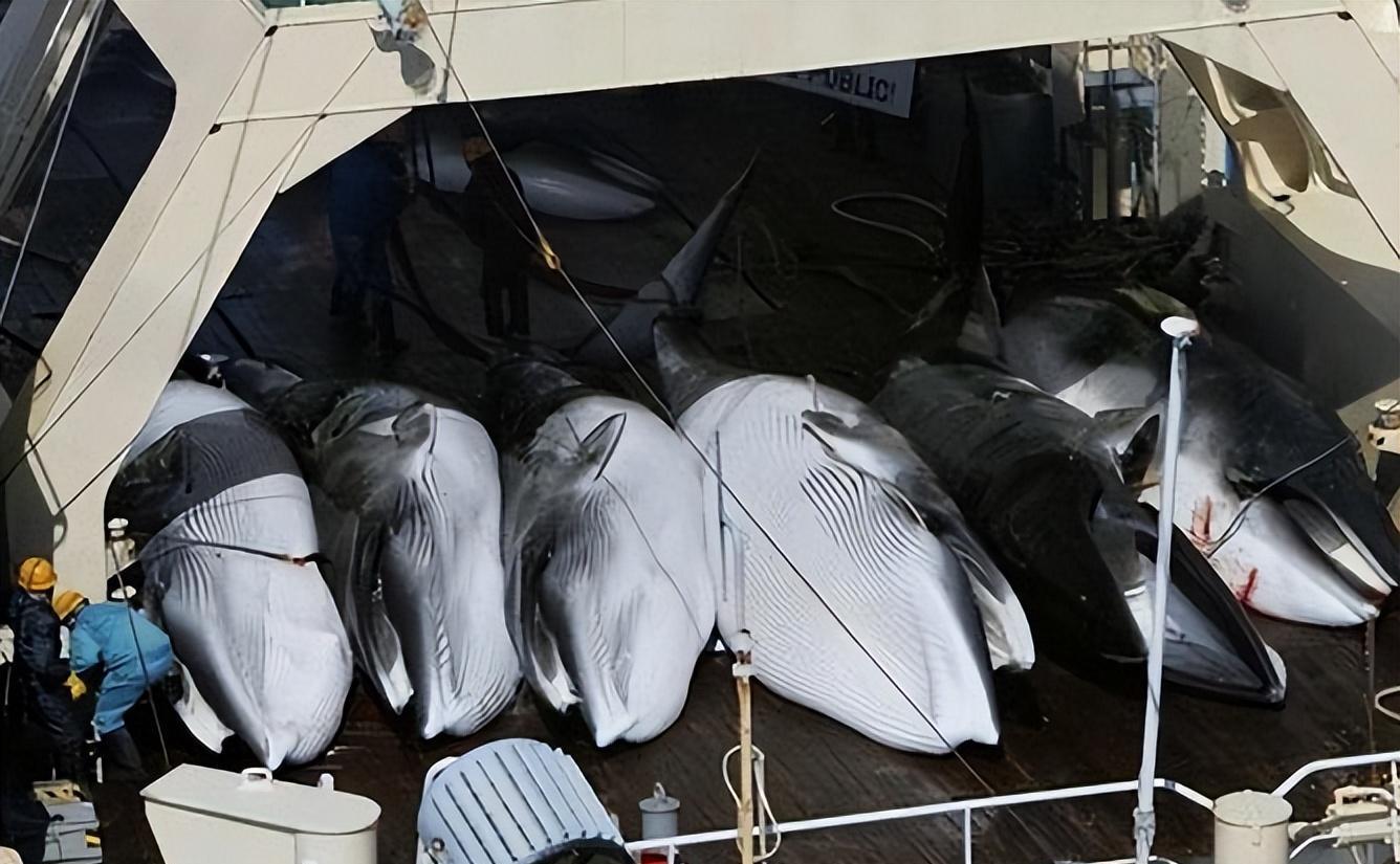 日本人捕杀鲸鱼是为吃肉?不要再被骗了,背后真正目的令全球警惕