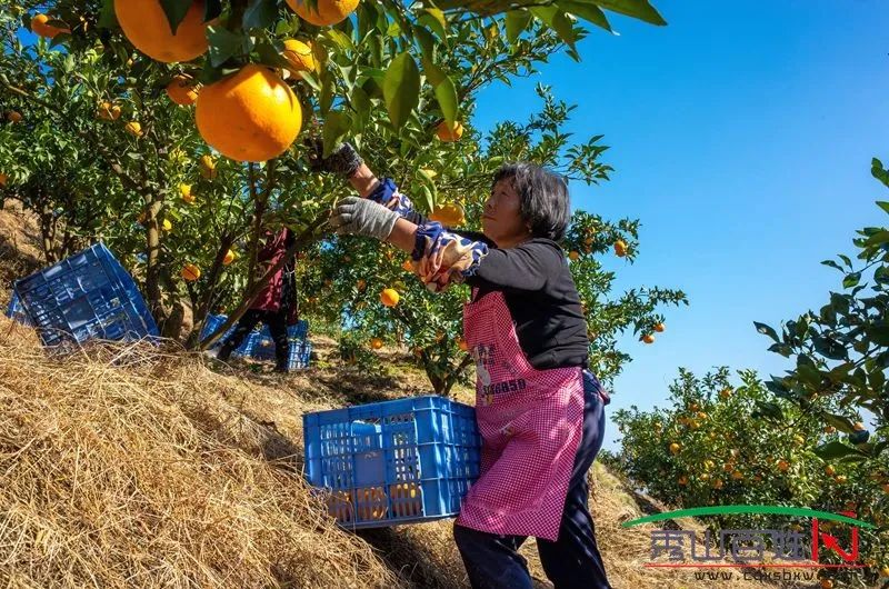甜上心头秀山耙耙柑熟了