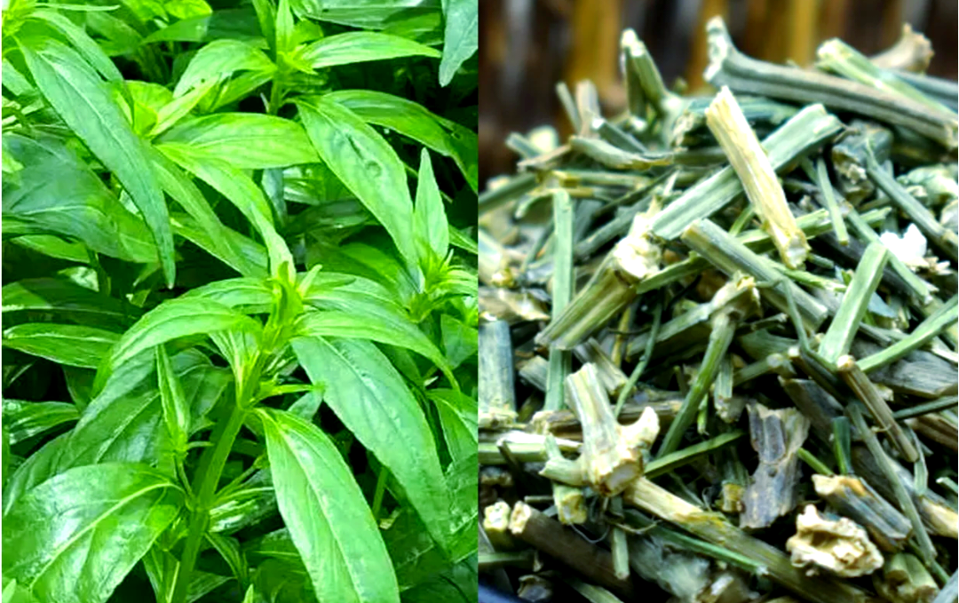 穿心莲:苦直穿心的中药,消炎解蛇毒,你认识么?