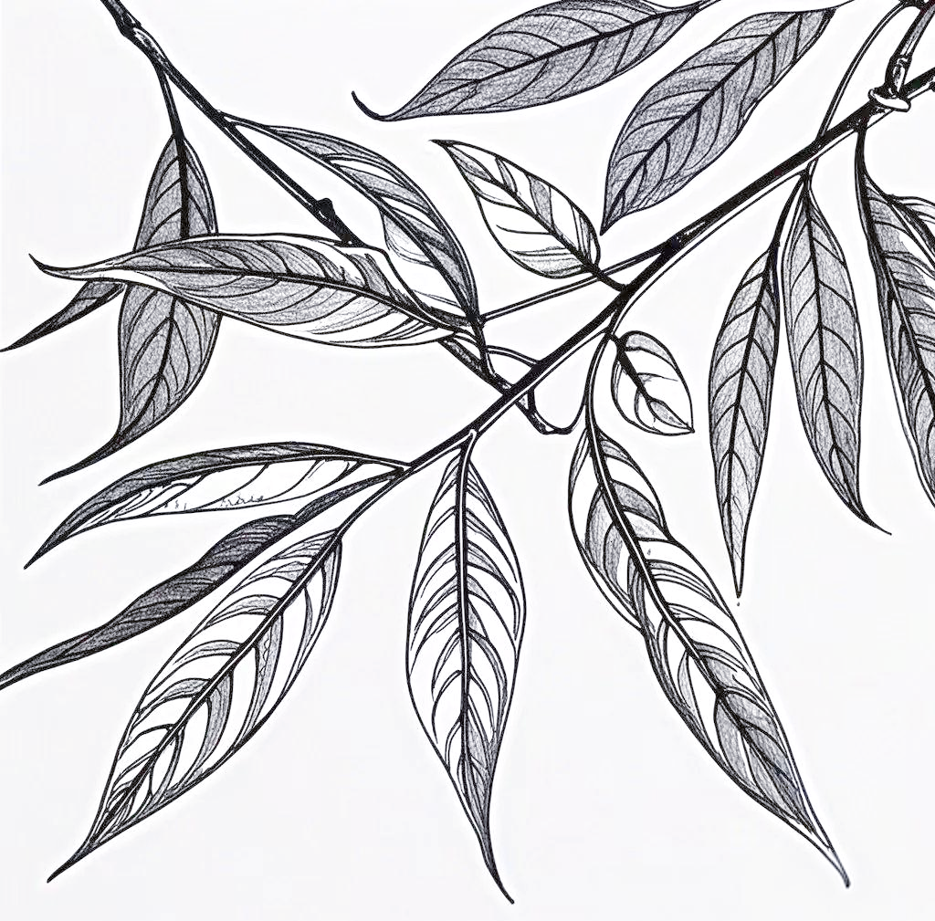 多种常见树叶的简笔画,线稿绘制及绘画技巧详解