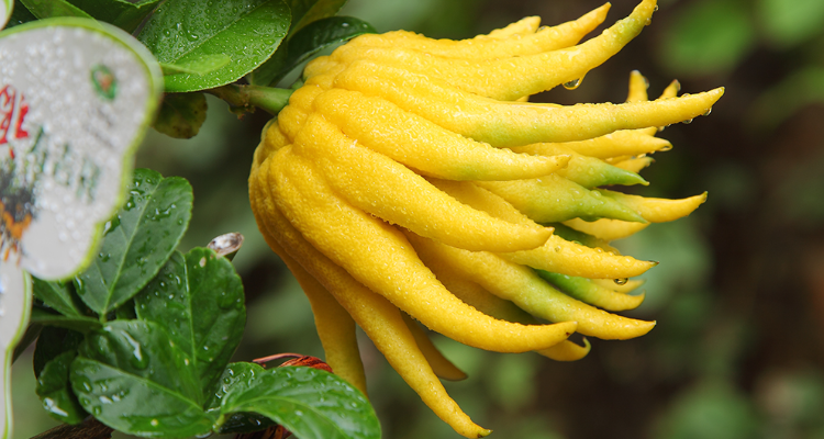 佛手树的修剪方法?