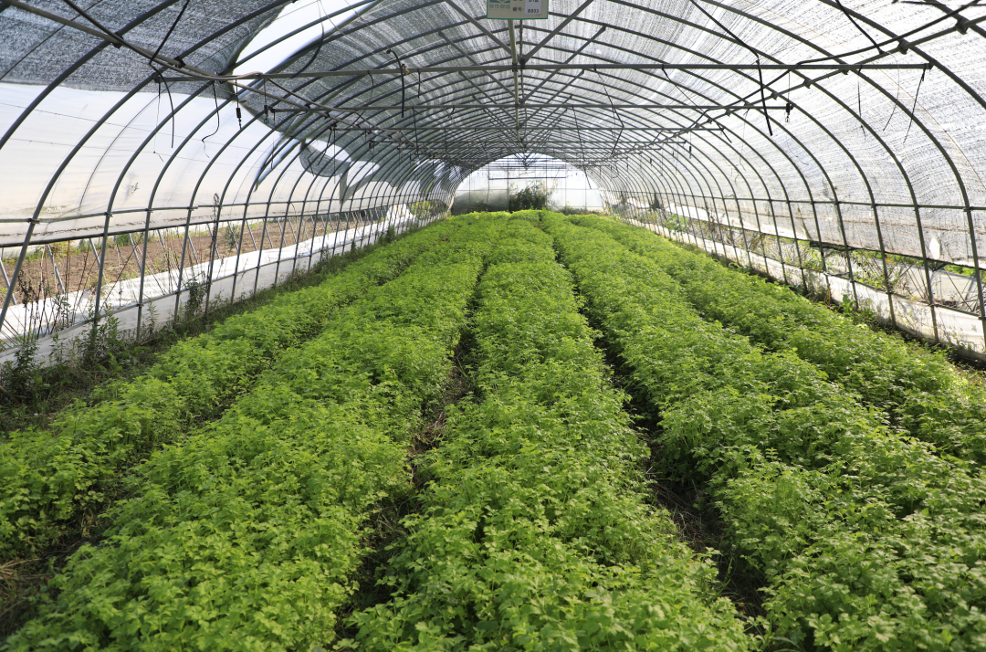 秋冬大棚绿意浓,有机蔬菜抢"鲜"上市!