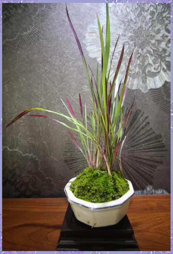 植物界的独特瑰宝:血茅的魅力探索