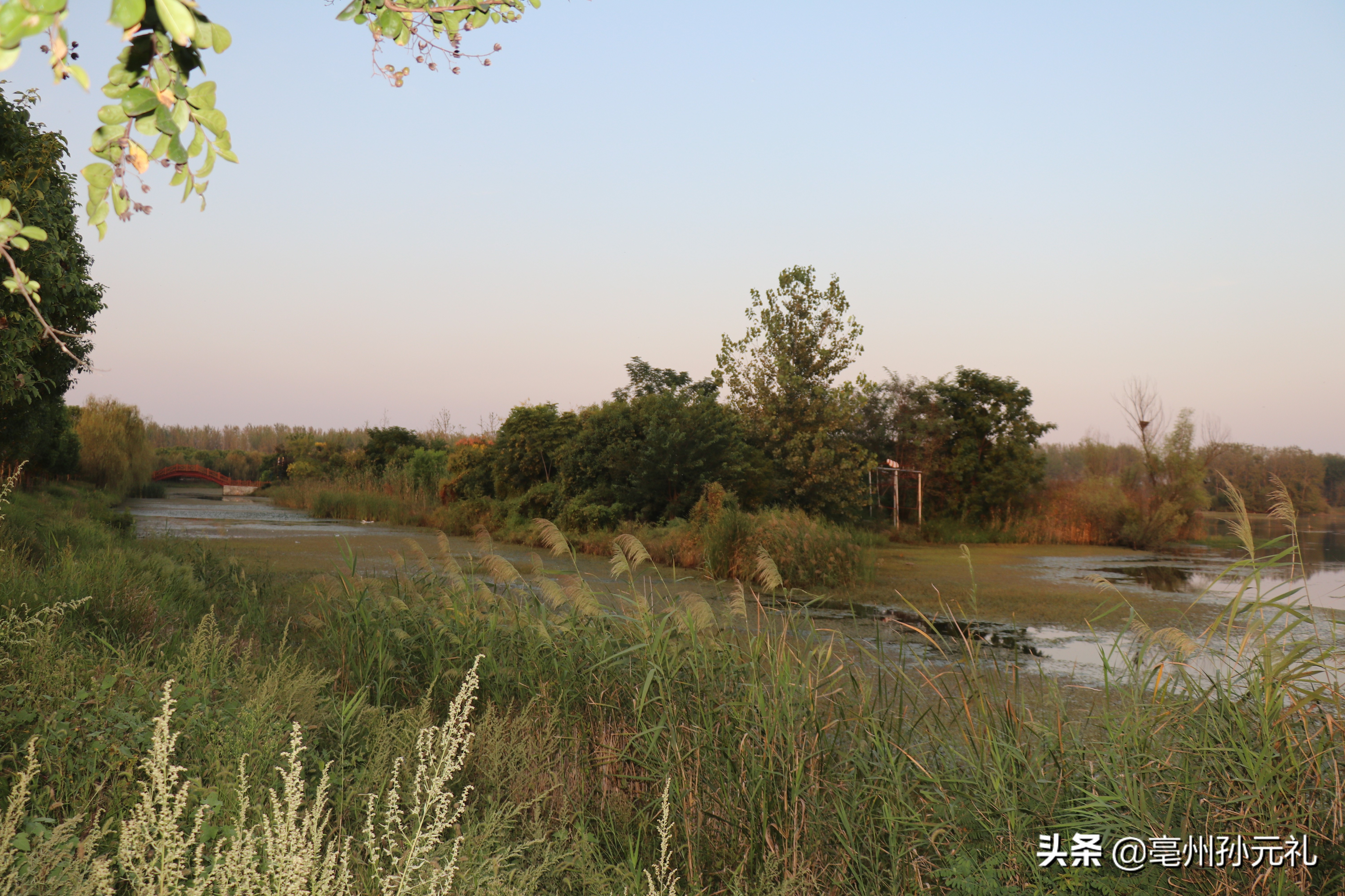 亳州利辛西淝河湿地浓浓秋色