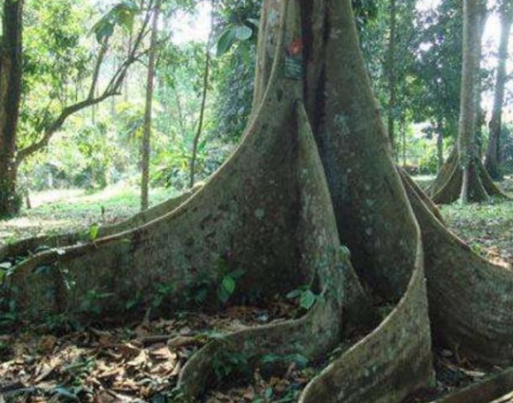 世界上最恐怖"食人树",不仅没有被砍掉,还有人专门"喂养"?