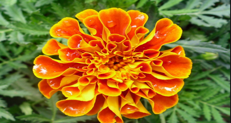 ktv孔雀开屏游戏规则