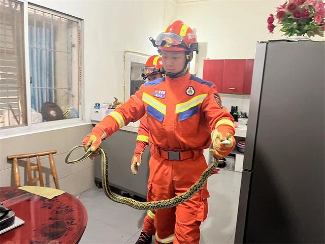 湖北宜昌:春季小心蛇出没!消防员抓到2米长菜花蛇