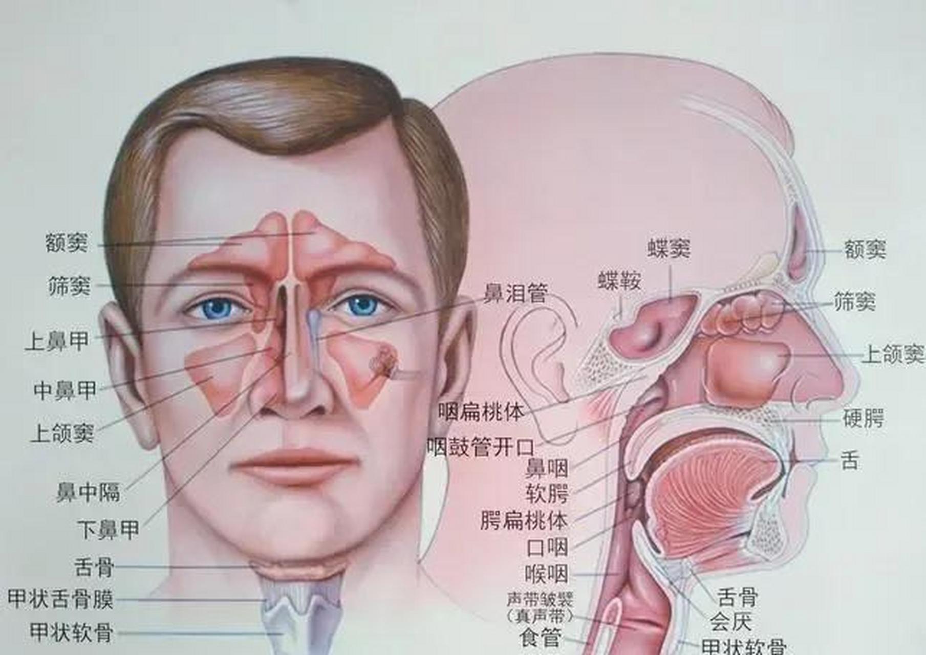 鼻窦炎图解图片