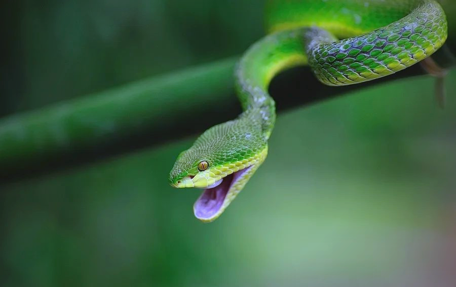 春季蛇类苏醒,如何区分有毒蛇与无毒蛇