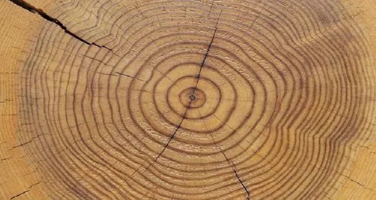 树的年轮较密的地方向着什么面