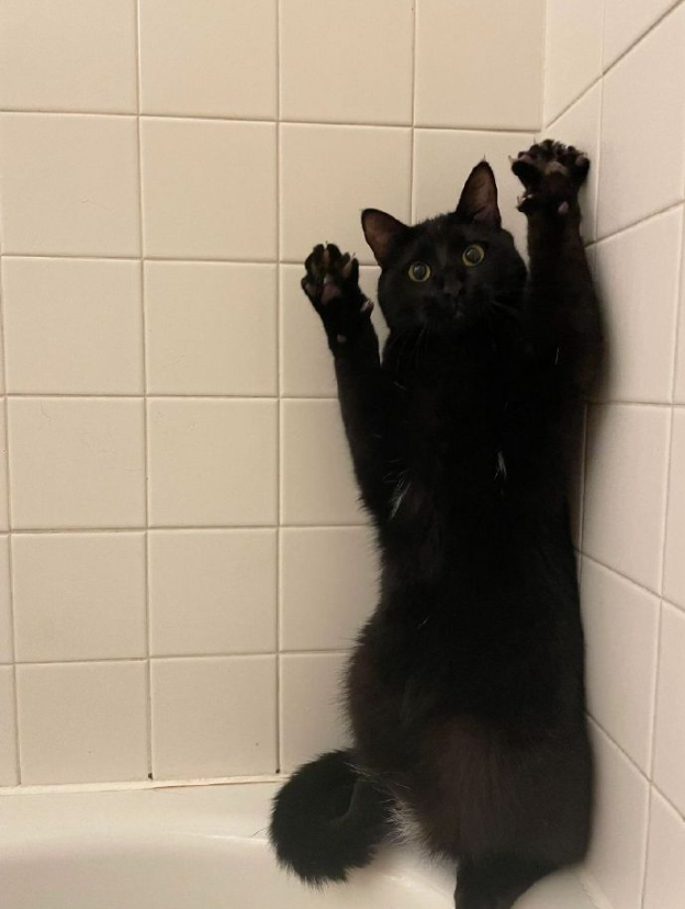 当大冤种黑猫遇上爱抓拍的铲屎官哈哈哈哈哈哈哈哈哈