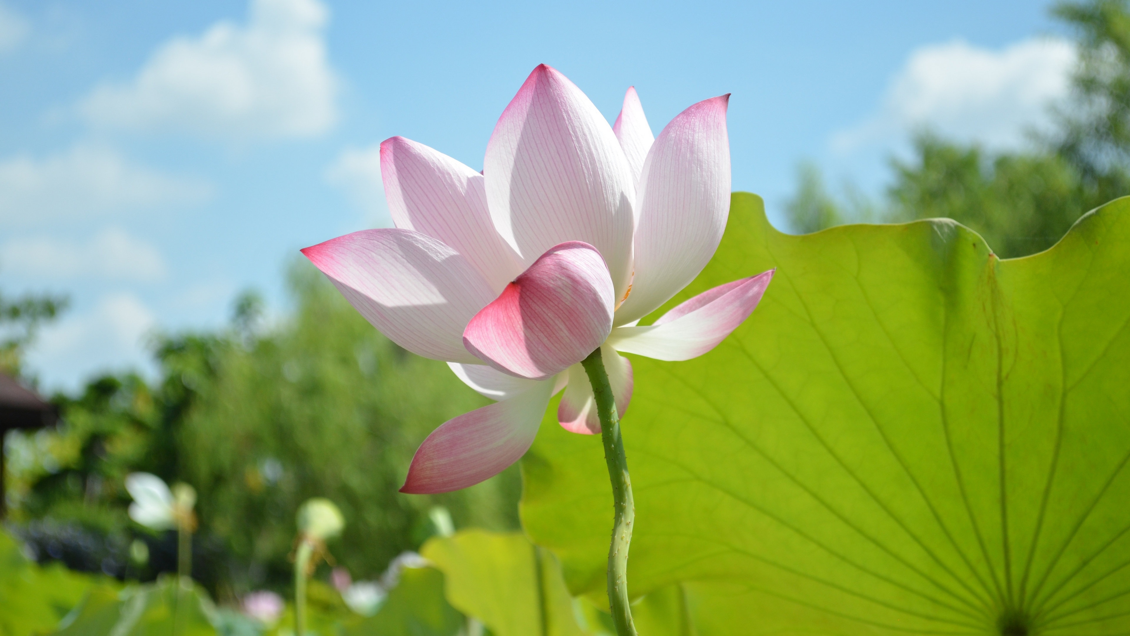 12.9元提前预防蚊子烦恼!