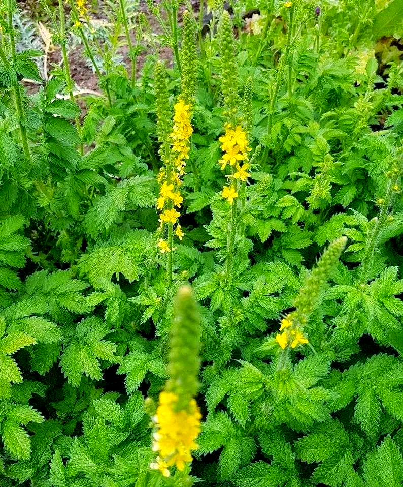 仙草与仙鹤草:探索其多样化功效与作用