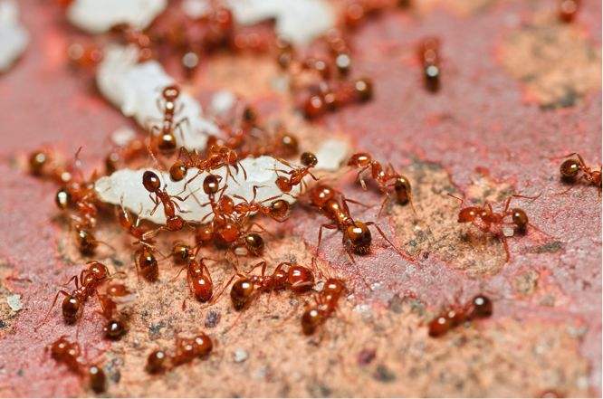 蚂蚁搬运食物的动作细节描写