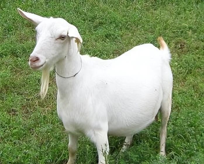 日本农场一只黑山羊,吃母鸡学人一样直立行走,羊真是恶魔化身?