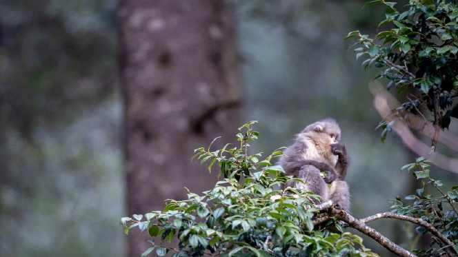 云南:珍稀濒危物种滇金丝猴数量增至3800多只