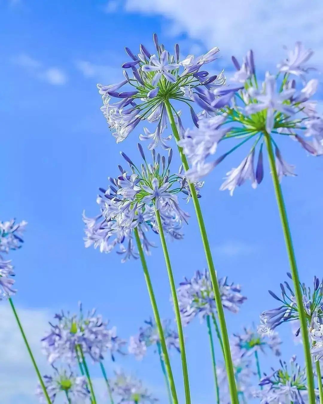 芳菲满园丨这朵花,"开"在"莫奈花园"中