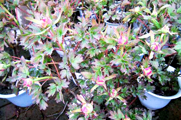 牡丹病害防治全攻略:深入探讨灰霉病,褐斑病及其他主要病害