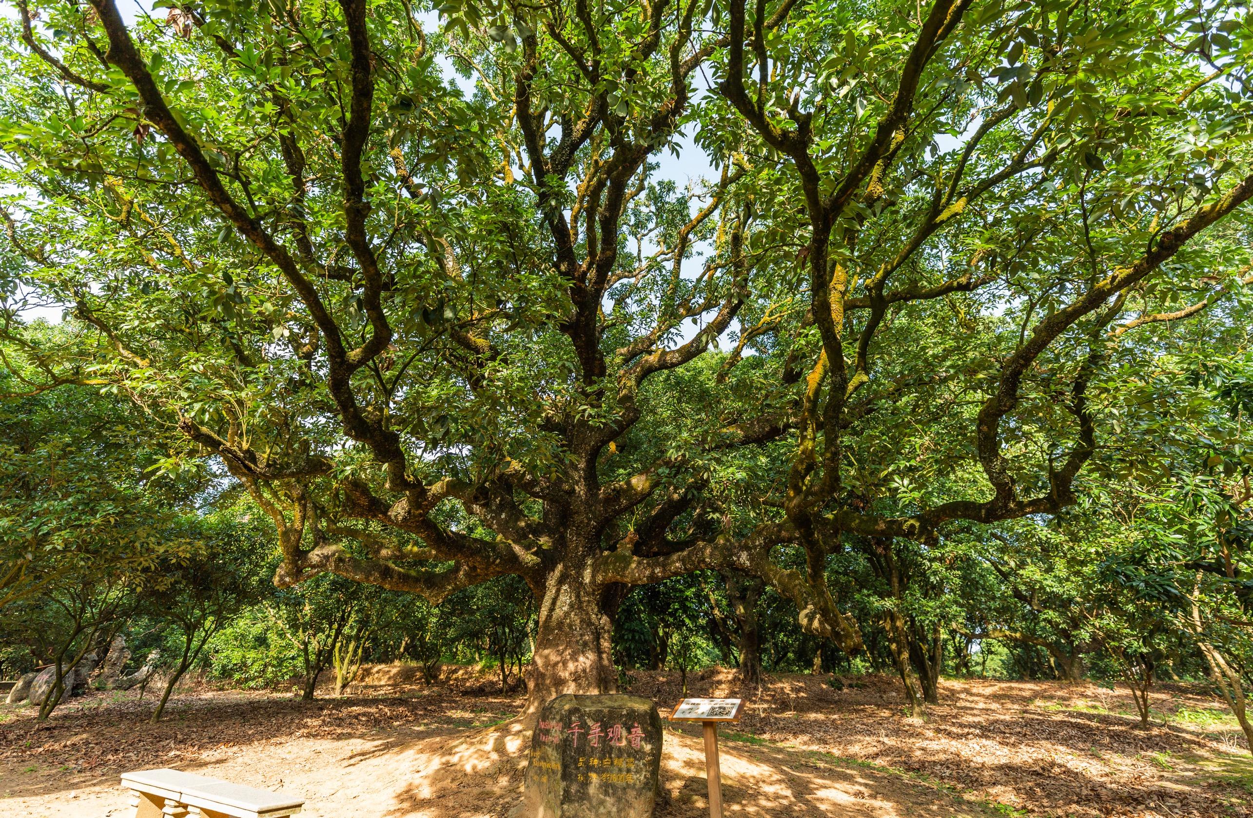 广东加强古树名木保护,2027年全省将建成古树公园100个