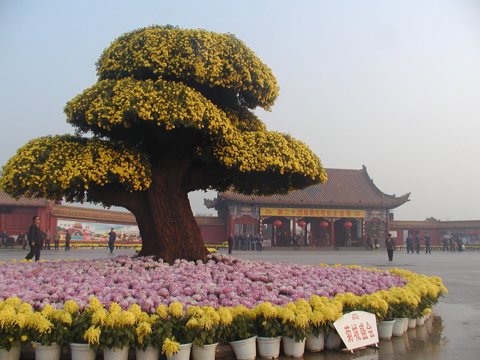 开封菊花花会图片