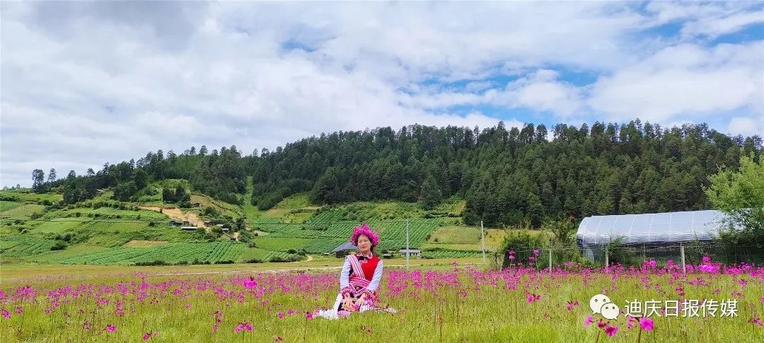 7月的迪庆草原花海清风凉爽满足你对夏天所有的想象