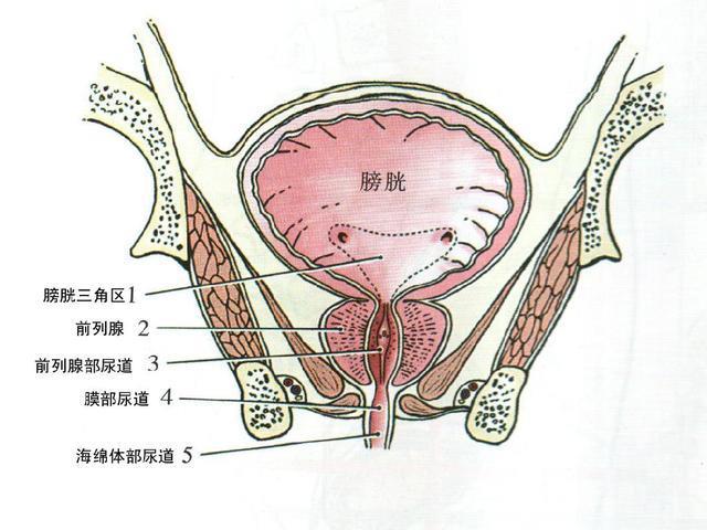 为什么不能乱抠肚脐眼?终于搞明白了