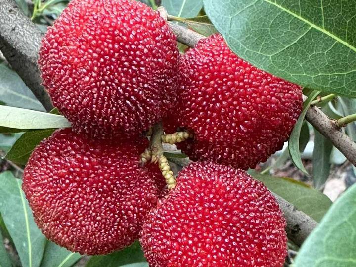 200元一斤的浙江杨梅你吃上了吗?不少地方已抢鲜上市