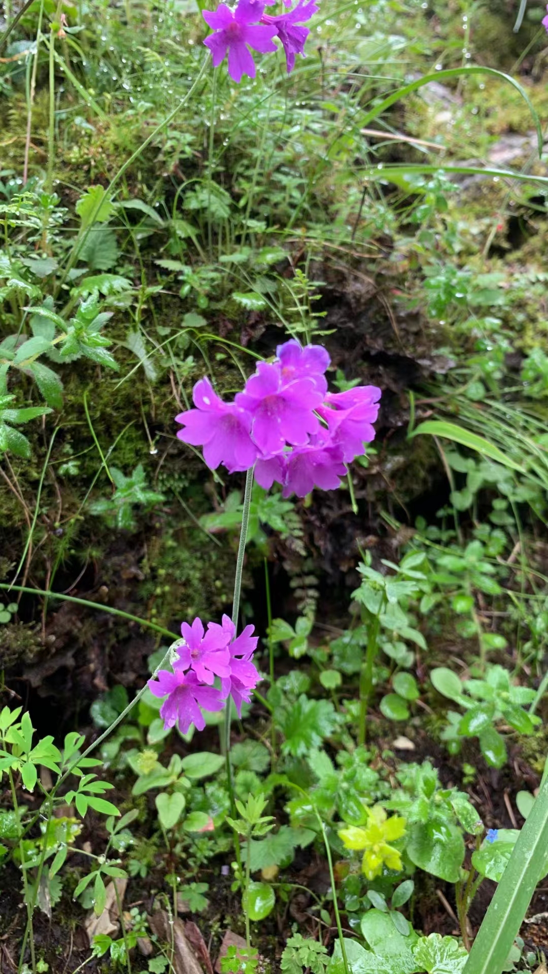 云南迪庆:野花的天堂(图)