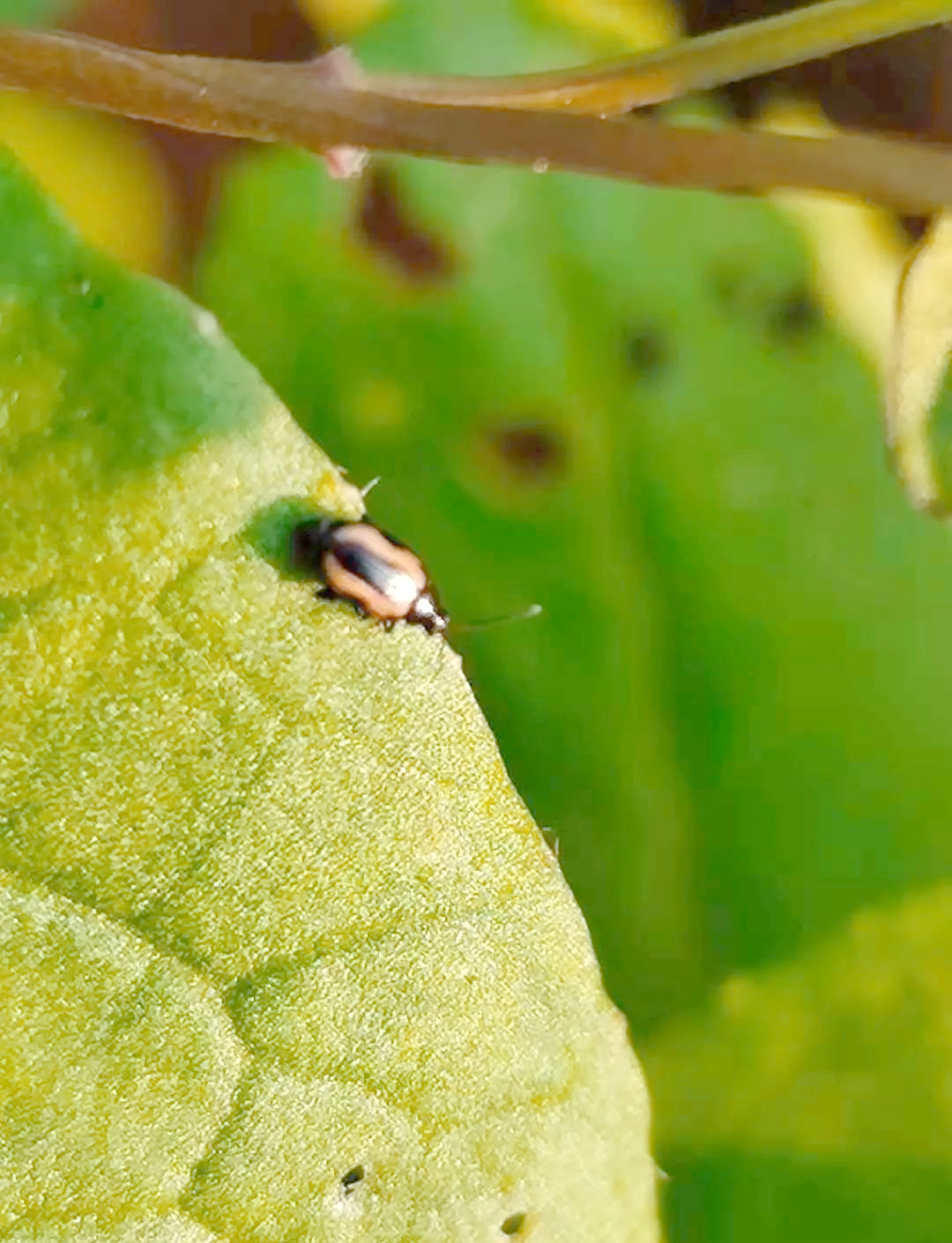 黄曲条跳甲全面防治策略,保障蔬菜安全
