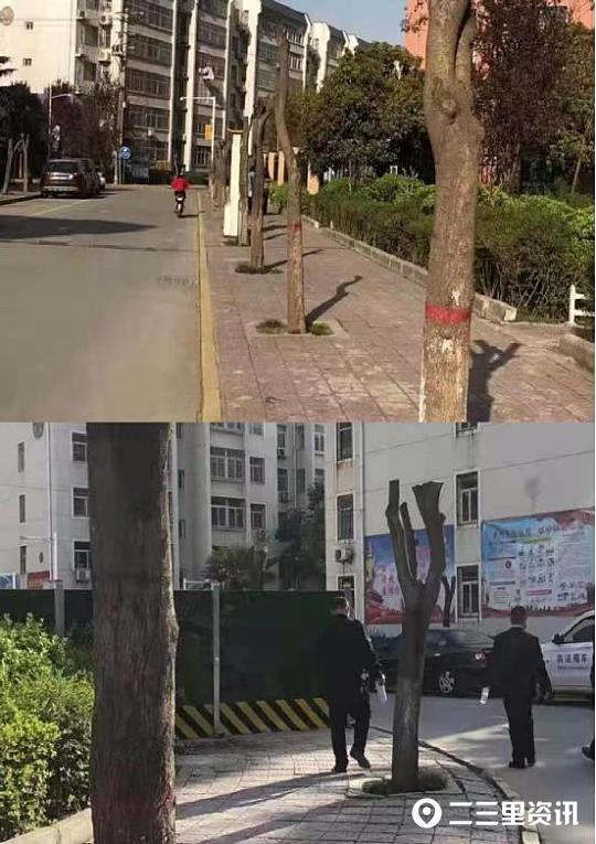 咸阳河南街小区10年女贞树被砍伐,街办:合理修剪,美化环境