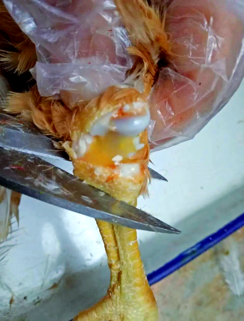 鸡滑液囊支原体病的全面认识与防控策略