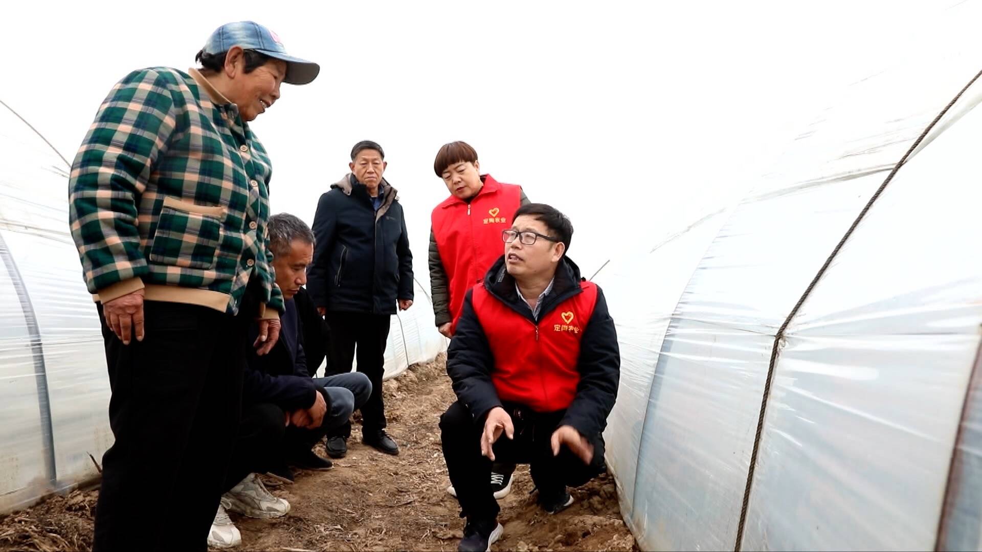 「应对寒潮天气」菏泽定陶:农技专家走进西瓜大棚 为农户支招"御寒潮"