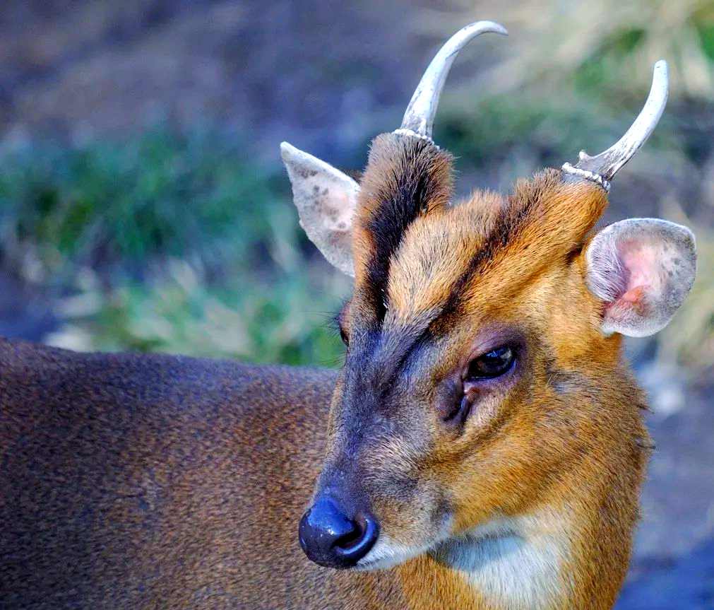 麂类野生动物介绍:多样物种与生存现状