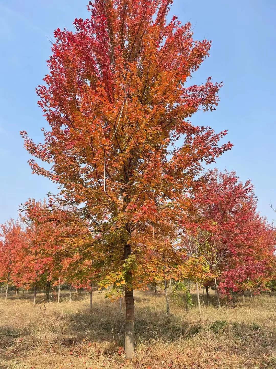 最新美国红枫价格 8-10-12-13-14-15公分红枫价格表