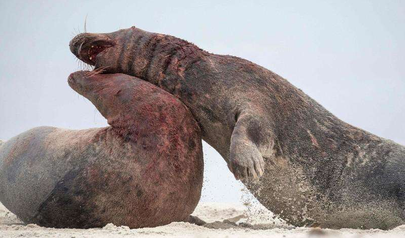 比鲱鱼罐头还臭的"腌海雀",到底有多臭,爱斯基摩人的独家美食