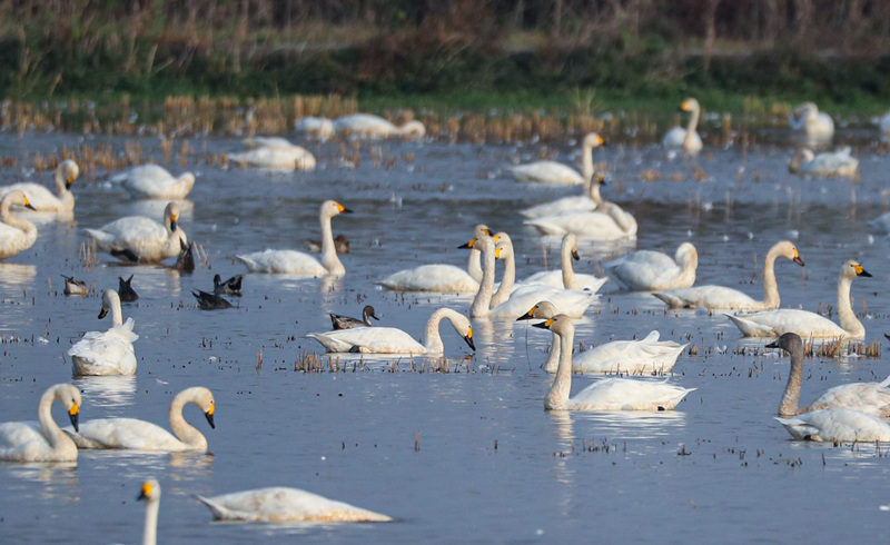 新春走基层|岳阳东古湖:百鸟啾啾闹新春