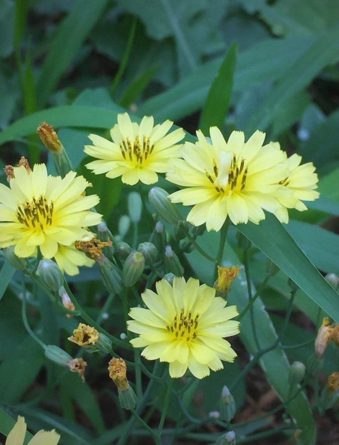 苦菜花开满地香,清秀顽强展芳华